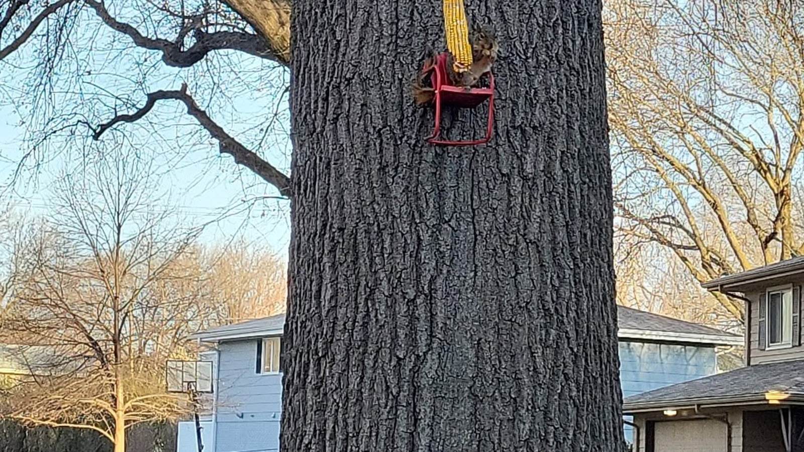 Tree climber's gear secured to the trunk of a large Omaha tree, with the worksite and homes visible behind it.