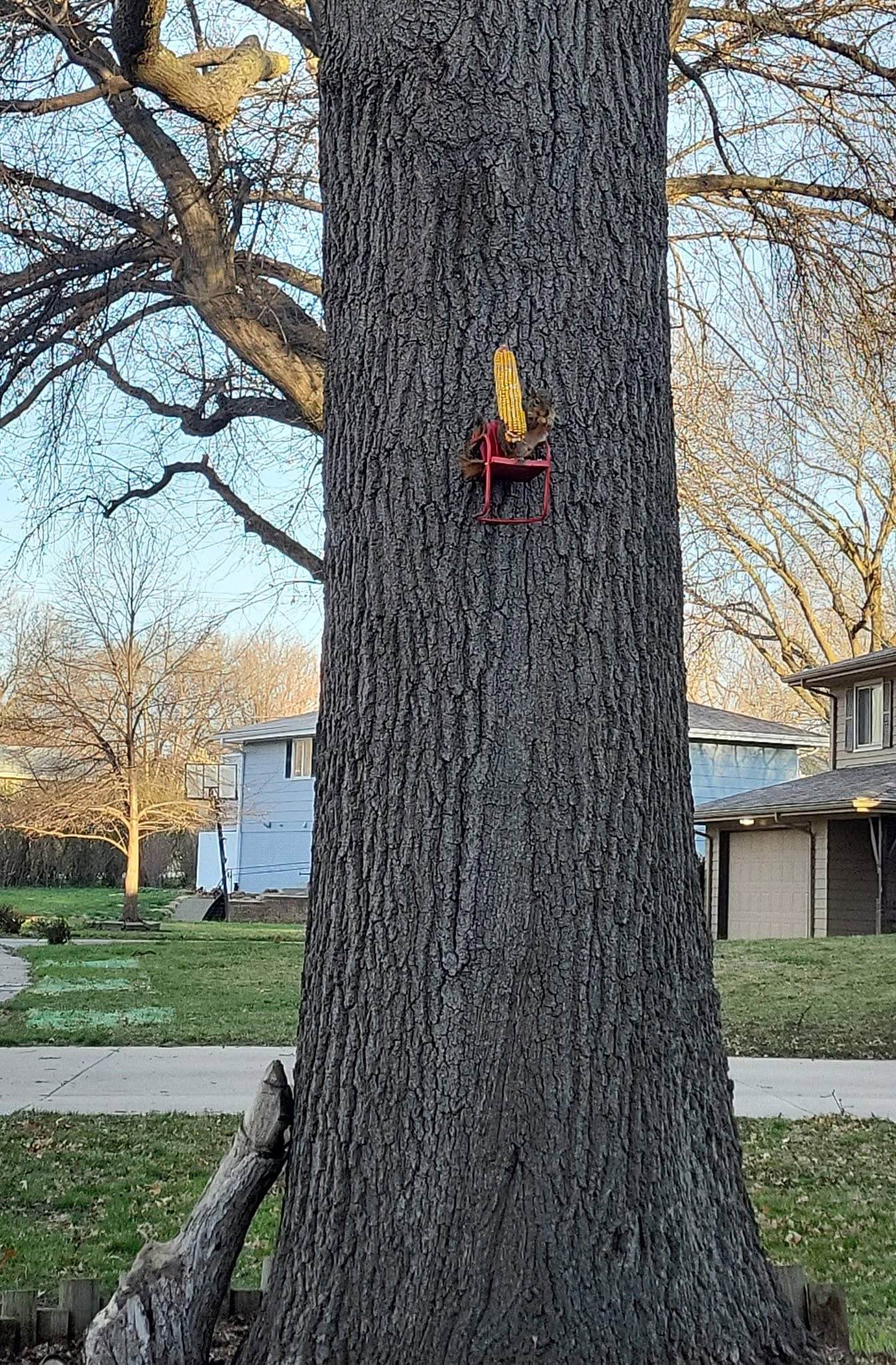 Tree climber's gear secured to the trunk of a large tree at a residential jobsite.