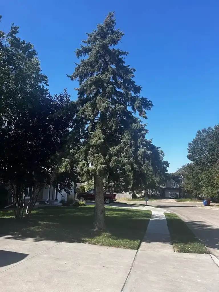 Tall spruce tree beside a sidewalk, driveway and residential property.
