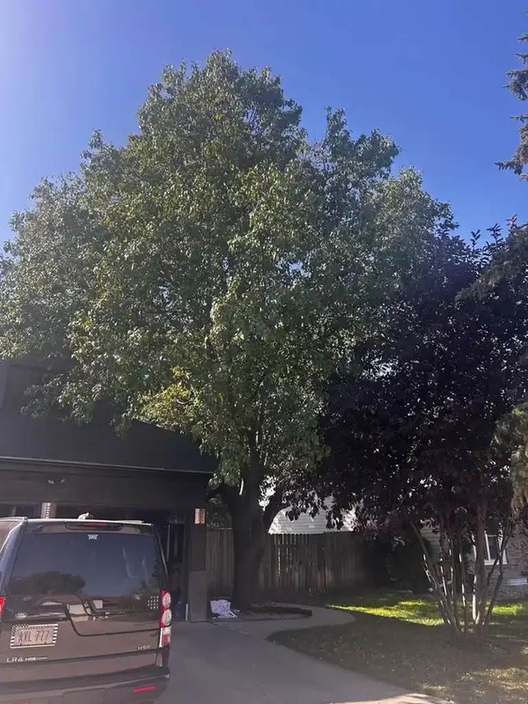 Mature tree beside a garage and driveway in a residential yard.